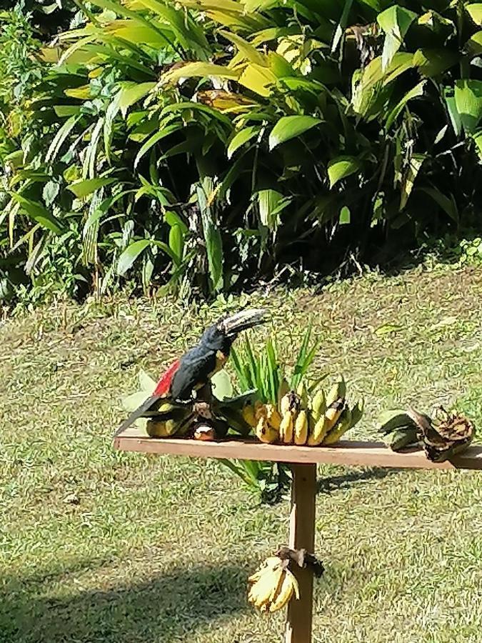 La Ceiba Tree Lodge Tilarán Екстериор снимка
