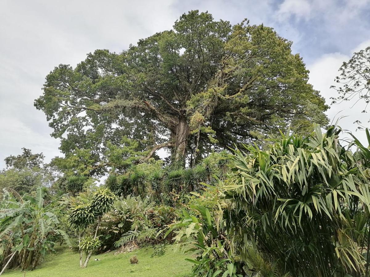 La Ceiba Tree Lodge Tilarán Екстериор снимка