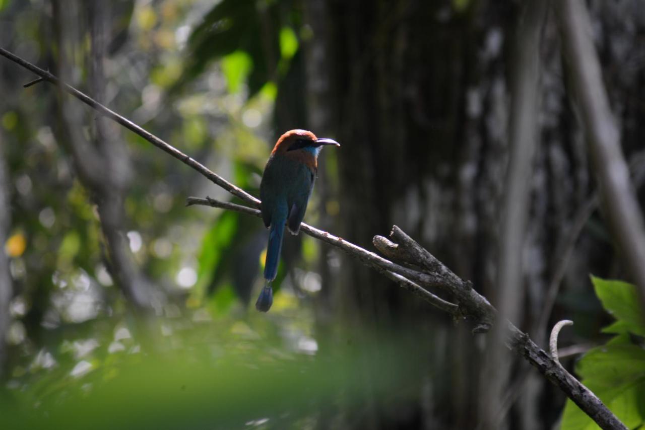La Ceiba Tree Lodge Tilarán Екстериор снимка